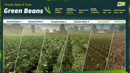 Green Beans Farming Simulator 25 Screenshot