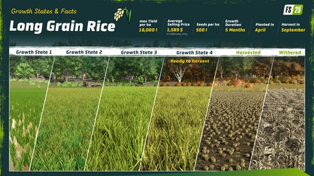 Rice Planting And Harvesting Farming Simulator 25 Screenshot