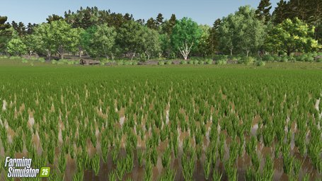 Rice Planting And Harvesting Farming Simulator 25 Screenshot